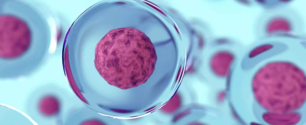 rok 2011 - Komórki macierzyste z poroża jelenia regenerują 1 terapia przeciwstarzeniowa, Komórki macierzyste