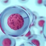 Komórki macierzyste - stem cells terapia przeciwstarzeniowa, Komórki macierzyste