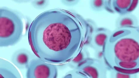 terapia przeciwstarzeniowa, Komórki macierzyste