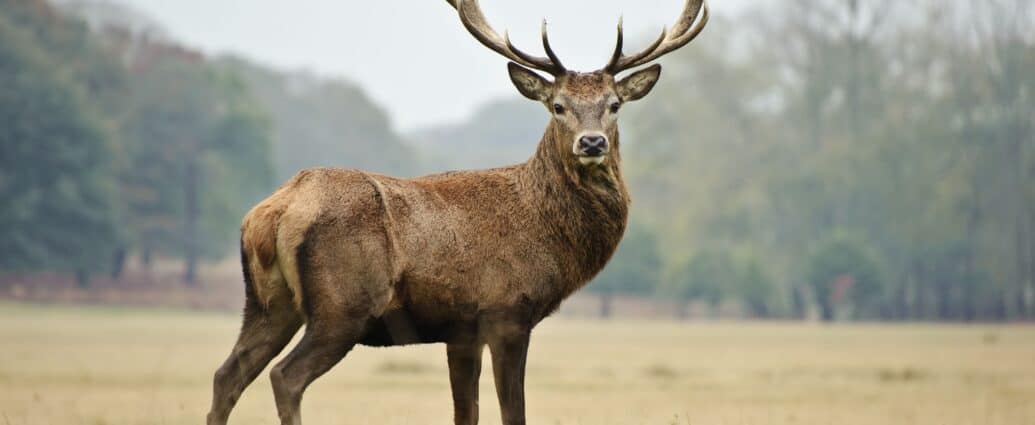 Poroże jelenia uczy leczyć raka
