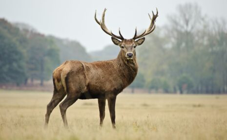 Poroże jelenia uczy leczyć raka